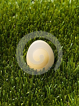 Brown egg isolated