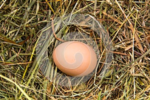 Brown egg lying on a bed of hay