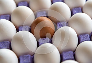 Brown egg with other white eggs