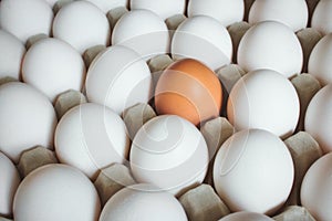 A brown egg standing out amongst a group of white eggs in a carton