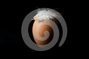 Brown egg with a white chicken feather on it, isolated over black background, split lighting.