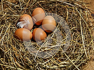 Brown eggs and chicken feather in hay nest