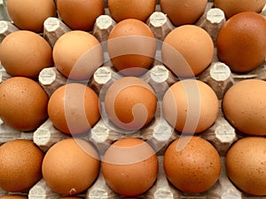 Brown eggs in