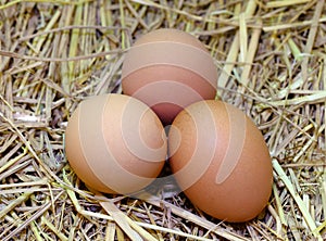 Brown eggs at hay nest in chicken farm