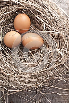 Brown eggs at hay nest in chicken farm