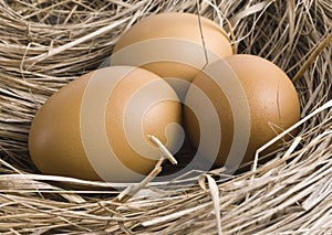 Brown eggs at hay nest in chicken farm