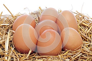 Brown eggs in a nest