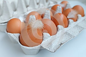 Brown Eggs in paper egg panel with chicken feather.