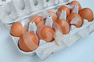 Brown Eggs in paper egg panel with chicken feather.