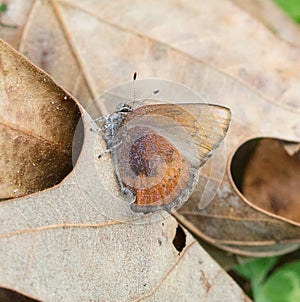 Brown Elfin Butterfly