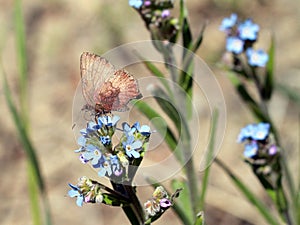 Brown Elfin Butterfly - Callophrys augustinus