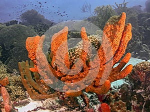 Brown encrusting octopus sponge, Ectyoplasia ferox