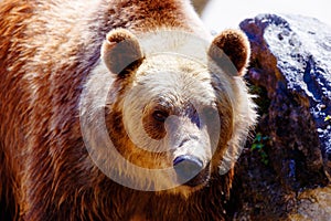 Brown european bear face, Ursus arctos arctos. photo