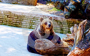Brown european bear face, Ursus arctos arctos. photo