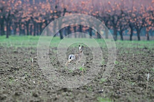 Brown european hare Lepus europaeus running away in countryside crossing cultivated agricultural fields - Concept of free