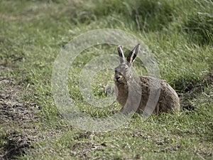 Brown or European hare, Lepus europaeus