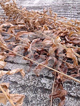 Brown excotic leaves at the ground