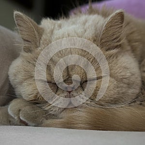 Brown exotic shorthair cat. Genus, breed cat.