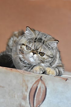 A brown exotic Shorthair cat lies on the couch and looks down