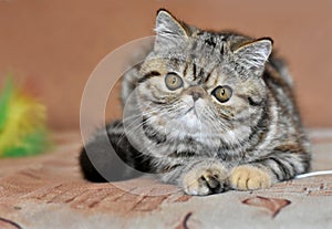 Brown exotic Shorthair cat lying on the couch and looking into the camera