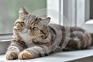 Brown exotic Shorthair kitten lying at the window and looks up. Toddler animals and Persian cats concept
