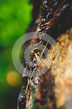 Brown Exotic Tree Sap photo