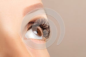 Brown eye with beautiful long lashes closeup. Brown color eye lash extension, 3D or 4D volume. Eyelash care, lamination,