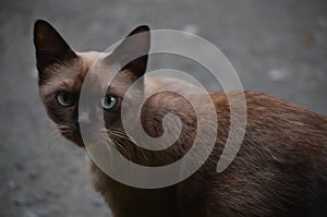 Brown-eyed cat bulging again wary of looking