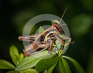 Brown-eyed grasshopper looks up