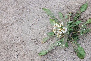 Brown-eyed primrose wildflower plant at Anza Borrego desert state park
