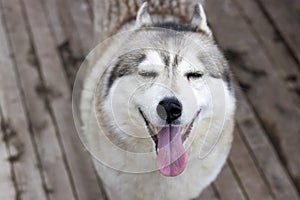 Brown-eyed Siberian husky light gray color close-up