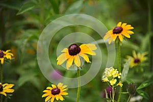 Brown eyed Susan