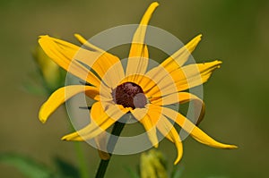 Brown-Eyed Susan Flower img