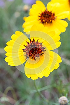 Brown-Eyed Susan flowers on a Texas Prairie