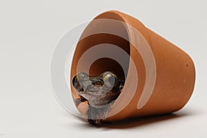 Brown eyed tree frog in flower pot