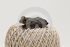 Brown eyed tree frog on string ball