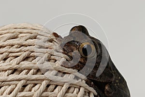 Brown eyed tree frog on string ball