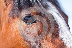 Brown eyes Bay horse closeup. View.