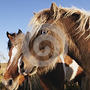Brown Falabella miniature horses.