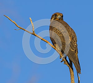 Brown falcon photo