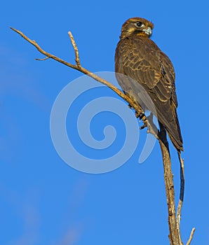 Brown falcon photo