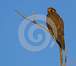 Brown falcon photo