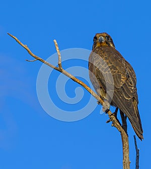 Brown falcon photo