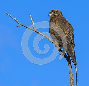 Brown falcon photo