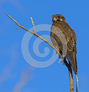 Brown falcon photo