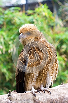 Brown Falcon (Falco berigora)