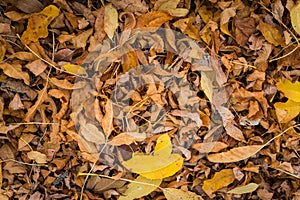 Brown fallen autumn leaves on the ground