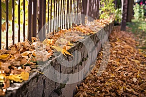 Brown fallen autumn leaves on the sidewalk