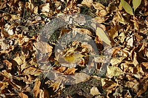 Brown fallen leaves covering the ground