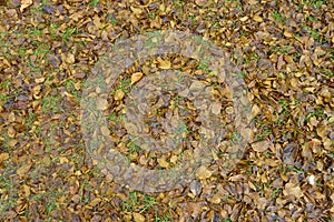 Brown fallen leaves of mulberry covering the ground